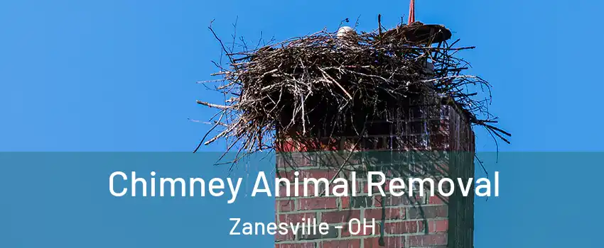  Chimney Animal Removal Zanesville - OH