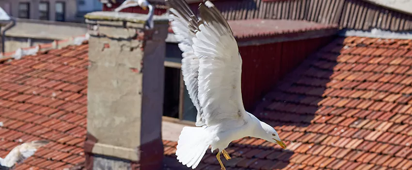 Residential Chimney Animal Removal Solution in Zanesville, OH